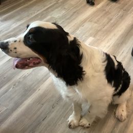 Boy 2 Red collar - Black white and tan male English Springer Spaniel puppy in Comer, Georgia from Stratton Spaniels