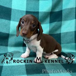 Grey - Piebald male Dachshund puppy in George West, Texas from Rockin M Kennel
