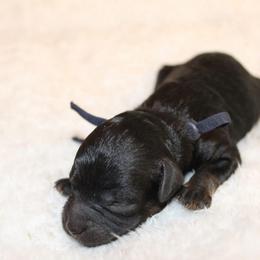 Black collar boy - Phantom male Poodle puppy in Eagle Mountain, Utah from Liberty Farms Puppies