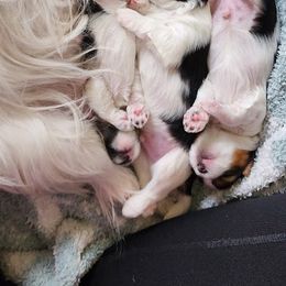Biewer Terrier and Yorkshire Terrier Puppies from 1.StarDreamPups
