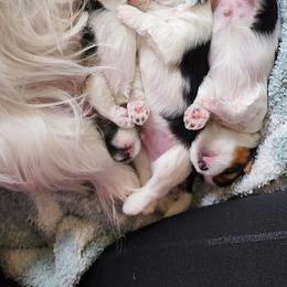 Biewer Terrier and Yorkshire Terrier Puppies from 1.StarDreamPups