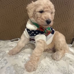 Amor - Apricot male Poodle puppy in Mobile, Alabama from Semmy’s Standard Poodle LLC