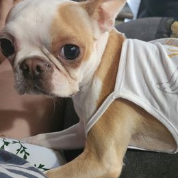 Boston Terrier and French Bulldog Puppies from Peachy Keen Bostons and Frenchies