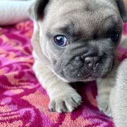 French Bulldog Puppies from Upcountry Frenchies