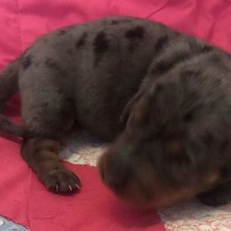 Blossom - Blue and tan Dachshund puppy in Great Bend, Pennsylvania from Dashing Doxies