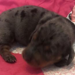 Blossom - Blue and tan Dachshund puppy in Great Bend, Pennsylvania from Dashing Doxies