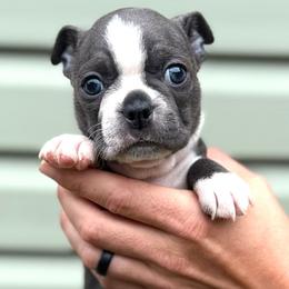Sprigatito - Blue female Boston Terrier puppy in West Jefferson, Ohio from Kline Kennels