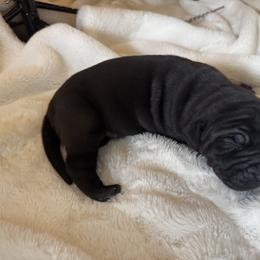 Alpine - Black male Great Dane puppy in Littleton, Colorado from Denver Danes