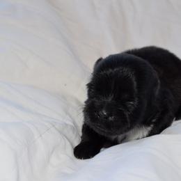 Dopey - Black and white female Shih Tzu puppy in Porterville, California from Moore Shih Tzus