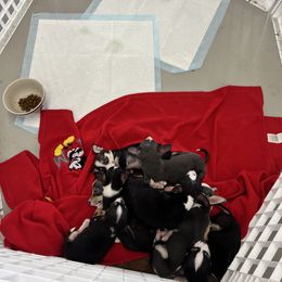 Chihuahua Puppies from Chihuahua Mama