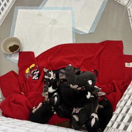 Chihuahua Puppies from Chihuahua Mama