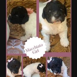 Macchiato - Black and white female Sheepadoodle puppy in Columbia, Tennessee from Primrose Cottage Puppies