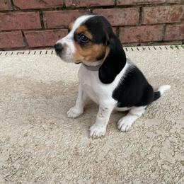 Boy 1 Grey - Blue and white male Beagle puppy in Crestview, Florida from Alicia's Beagles