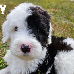 Kirby - Black and white Sheepadoodle puppy in Egg Harbor City, New Jersey from Doodles by Starlight