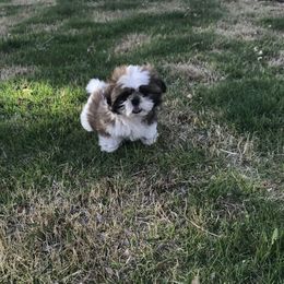 Shih Tzu Puppies from Willow Lane Shih Tzus