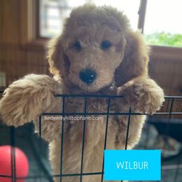 WILBUR - Light Blue - Boy - Cream male Goldendoodle puppy in Charlo, Montana from Heavenly Hilltop Farm