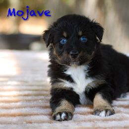 Mojave - Black tri-color male Australian Shepherd puppy in Coldwater, Michigan from Northern Star Australian Shepherds