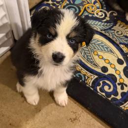 Lollipop - Black tri-color female Australian Shepherd puppy in Denton, North Carolina from Double R Farm Aussies