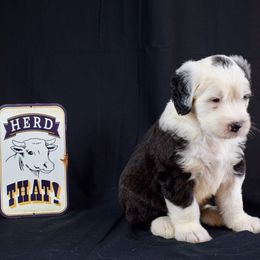Old English Sheepdog Puppies from Royal Crown Kennel