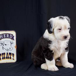 Old English Sheepdog Puppies from Royal Crown Kennel