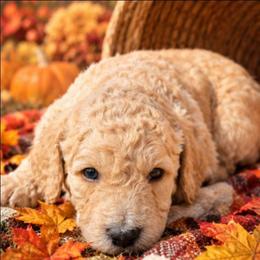 Pumpkin - Apricot male Double Doodle puppy in Oceanside, California from Strong Mountain Doodles