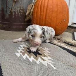Girl 1 - Blue merle female Australian Shepherd puppy in Marion, Indiana from Sweetser Shepherds