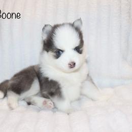 Boone - Blue male Pomsky puppy in Denham Springs, Louisiana from Bayouland Pomskies