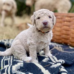 Willow - Cream female Labradoodle puppy in Toledo, Washington from Bigfoot Doodles