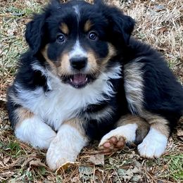 Australian Shepherd Puppies from Clover Bell Farm Australian Shepherds