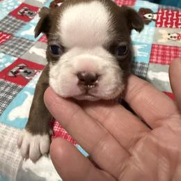 Bell - Red female Boston Terrier puppy in Wellington, Ohio from Twist of Faith Farms