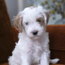 Mr Orange - Parti male Goldendoodle puppy in Saratoga Springs, Utah from Serene Canyon Doodles