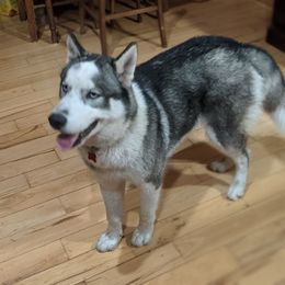 Siberian Husky All Grown Up from AKC-ley Huskies