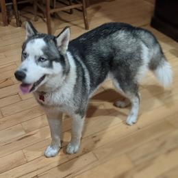 Siberian Husky All Grown Up from AKC-ley Huskies