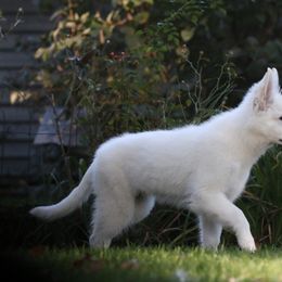 Berger Blanc Suisse Puppies from Nasha Comanda White Swiss Shepherds