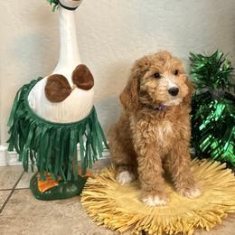 Bernedoodle and Goldendoodle Puppies from Wroth's Paws