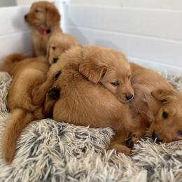 Goldendoodle and Golden Retriever Puppies from PuppyBlossom