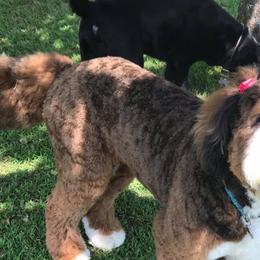 Bernedoodle All Grown Up from Backwoods Bernedoodles