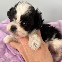 Miniature Schnauzers from Cortney Mclellan's Miniature Schnauzers