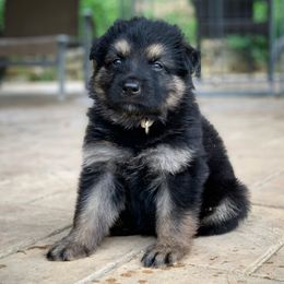 German Shepherd and White Shepherd Puppies from Scenic Creek German Shepherds
