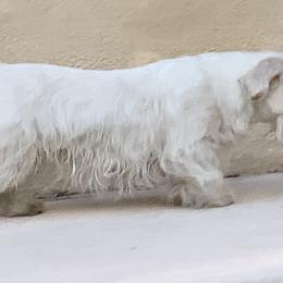 Whidbey - Sealyham Terrier