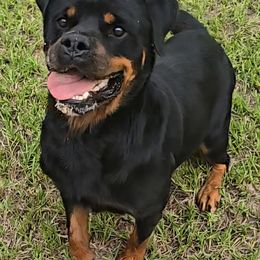 Aika haus of lazic - Black and tan female Rottweiler puppy in Lake City, Florida from Haus Der Wut Kennels
