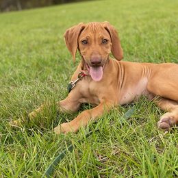 Rhodesian Ridgeback Puppies from River Roc Ranch & Ridgebacks