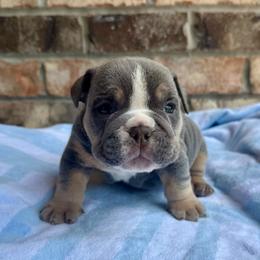 Mike - Blue tri-color male Bulldog puppy in Hernando, Mississippi from Blues City Bulldogs