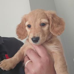 Dolly - Cream female Dachshund puppy in Springfield, Kentucky from Tilley's Mini Dachshunds