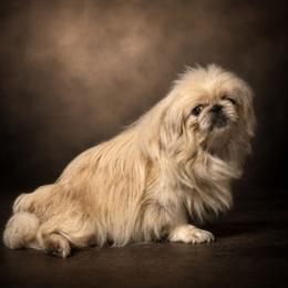 Mercedes - Pekingese