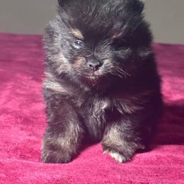 Shaq - Black and tan male Pomeranian puppy in Kansas City, Missouri from S&K Pomeranians