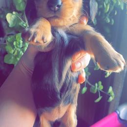 Dachshund Puppies from LPS weenies