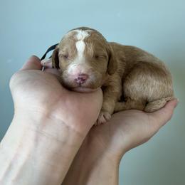 Ducky - Red  male Goldendoodle puppy in Calera, Alabama from Red Mountain Minis