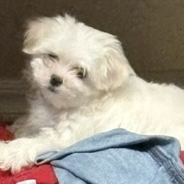Maltese Puppies from Adorable Maltese Puppies