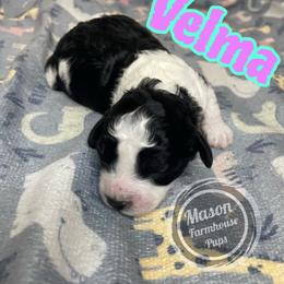 Velma - Black and white female Cockapoo puppy in Anniston, Alabama from Mason Farmhouse Poodles, Doodles & Poos (Breeding & Stud Services)